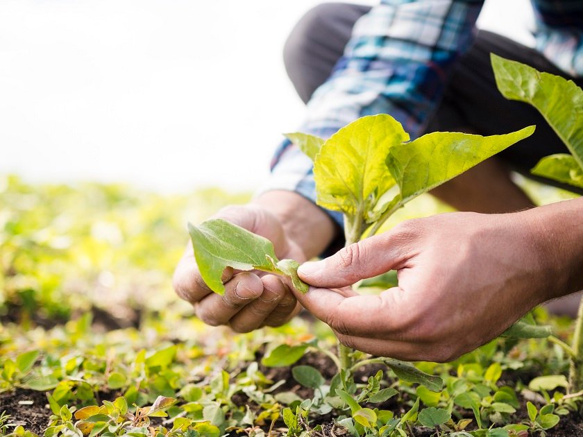 inovação no agro representada por uma pessoa segurando plantas 